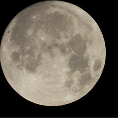 Nikon COOLPIX P950 デジタルカメラの画像