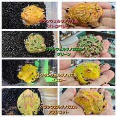 クランウェルツノガエル色々入荷！