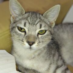 黒い子猫のみとなりました。
