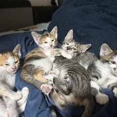 11月3日生まれの猫ちゃんです。