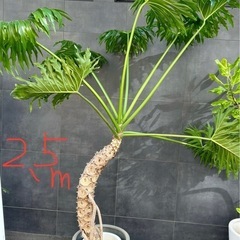 【大特価】観葉植物2.5m