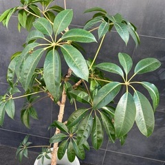 【大特価】観葉植物1.8mの画像