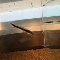 卵胎生メダカ‼️ベロネソックス稚魚10匹