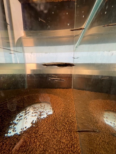 卵胎生メダカ‼️ベロネソックス稚魚10匹 (鉑めだか) 西川田のその他の