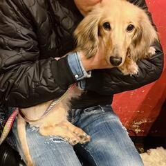 ミニチュアダックス、メス