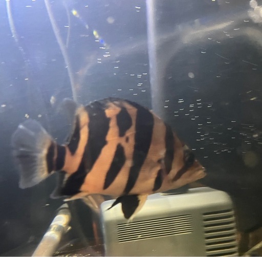 ダトニオプラスワン　