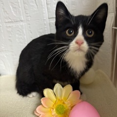 猫同士仲良く出来ます。優しい性格です。