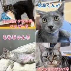 ご参加ありがとうございました！わんにゃんパーティー譲渡会＆チャリティーバザー - その他