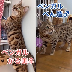 ご参加ありがとうございました！わんにゃんパーティー譲渡会＆チャリティーバザー - 生駒市