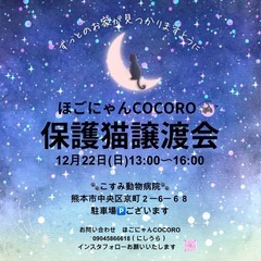 💖ほごねこ譲渡会💖可愛い猫さんが沢山💖