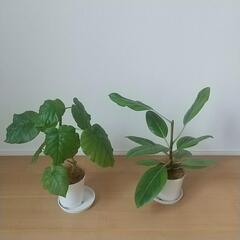観葉植物
