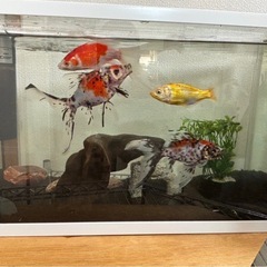 □桜錦 5匹約6cm□S8R-5(金魚)｜売買されたオークション情報
