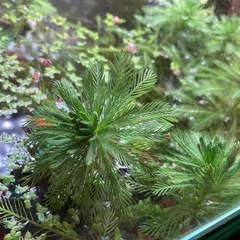 水草 ミリオフィラム アクアリウム　