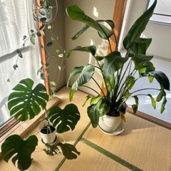 観葉植物3つセット🪴