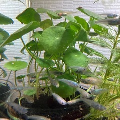 水草 ウォーターマッシュルーム　