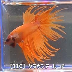 【110】クラウンテール ベタ