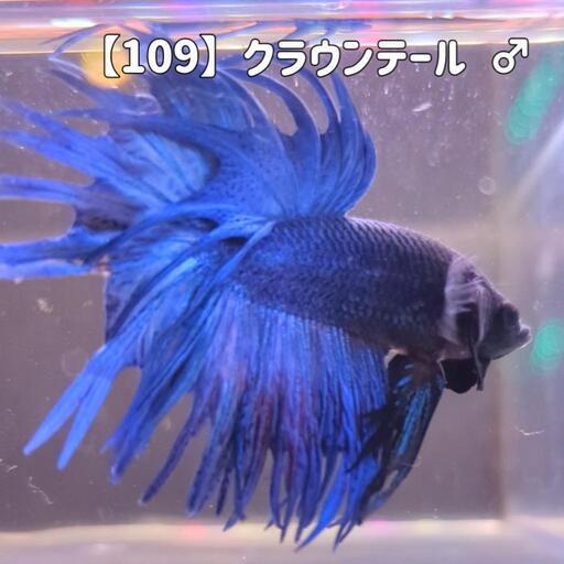 【109】クラウンテールベタ
