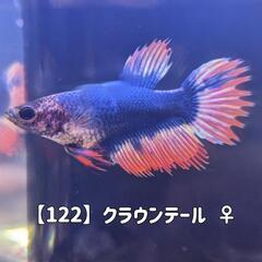 【122】クラウンテールベタ♀