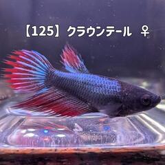 【125】クラウンテールベタ♀