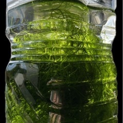 水草　ウィローモス　約30gの画像