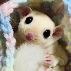 フクロモモンガ、アフリカヤマネ、ロボロフスキー、ミュンスタークイ...