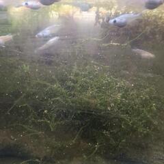 水草のモスとメダカセット