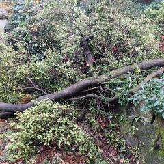 薪ストーブに生木 木材 松 杉 枯れ葉 落ち葉など 0円の画像