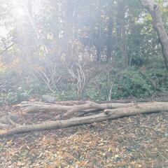 薪ストーブに生木 木材 松 杉 枯れ葉 落ち葉など 0円の画像