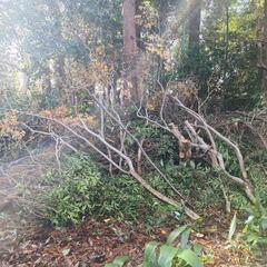 薪ストーブに生木 木材 松 杉 枯れ葉 落ち葉など 0円の画像