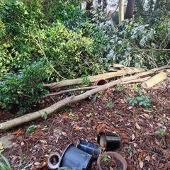 薪ストーブに生木 木材 松 杉 枯れ葉 落ち葉など 0円の画像