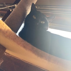 ツンデレ猫ちゃん 1匹飼い希望
