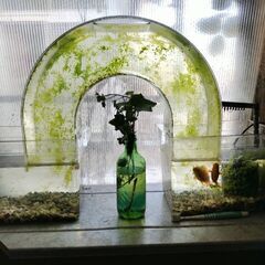 アーチ水槽　金魚　メダカ
