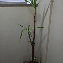 観葉植物0円〜場所は千代田区神田須田町です！