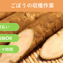 ＼日払い・1日OK！／初心者歓迎！ごぼうの出荷作業のお手伝い