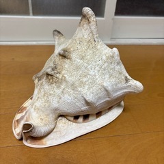 トウカムリガイ　オブジェの画像