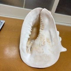 トウカムリガイ　オブジェの画像