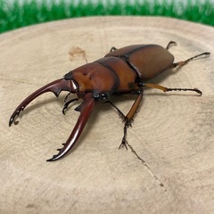 【成虫ペア】アスタコイデスノコギリクワガタ　ペア　♂50mmオーバー