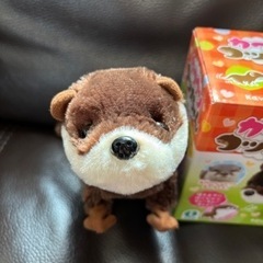 カワウソコツメちゃん