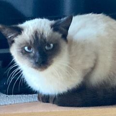 シャムミックスの子猫