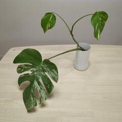 モンステラ　斑入り　観葉植物