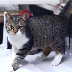 甘えっ子さんのシロキジの男の子♪