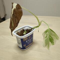 【相談中】モンステラ　斑入り　観葉植物