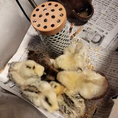 烏骨鶏　雛