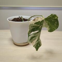【相談中】モンステラ　斑入り　観葉植物