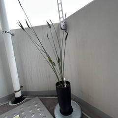 【18日までに取りに来られる方限定！】観葉植物　ストレリチア