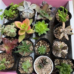 多肉植物　　いろいろセット　ポットごと　16ポット
