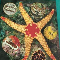 モルディブ　オーストラリア　ニュージーランド　魚　海の生物　図鑑の画像