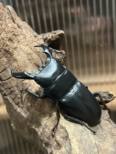 【アマミヒラタ　ペア】ヒラタクワガタ　大型血統
