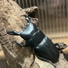 【アマミヒラタ　ペア】ヒラタクワガタ　大型血統