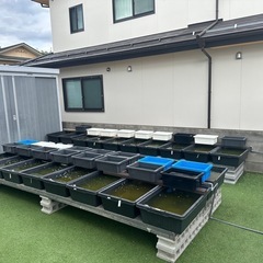 メダカ飼育舟売ります
